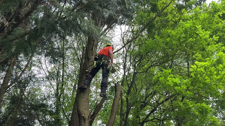 Best Hazardous Tree Removal  in Toast, NC